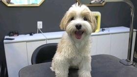 剥狗视频教程,轻松掌握肉类处理技巧