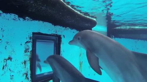 海豚视频动态壁纸,畅游海洋，感受自然之美