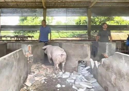 拆猪场视频,从养殖到环保的华丽转身